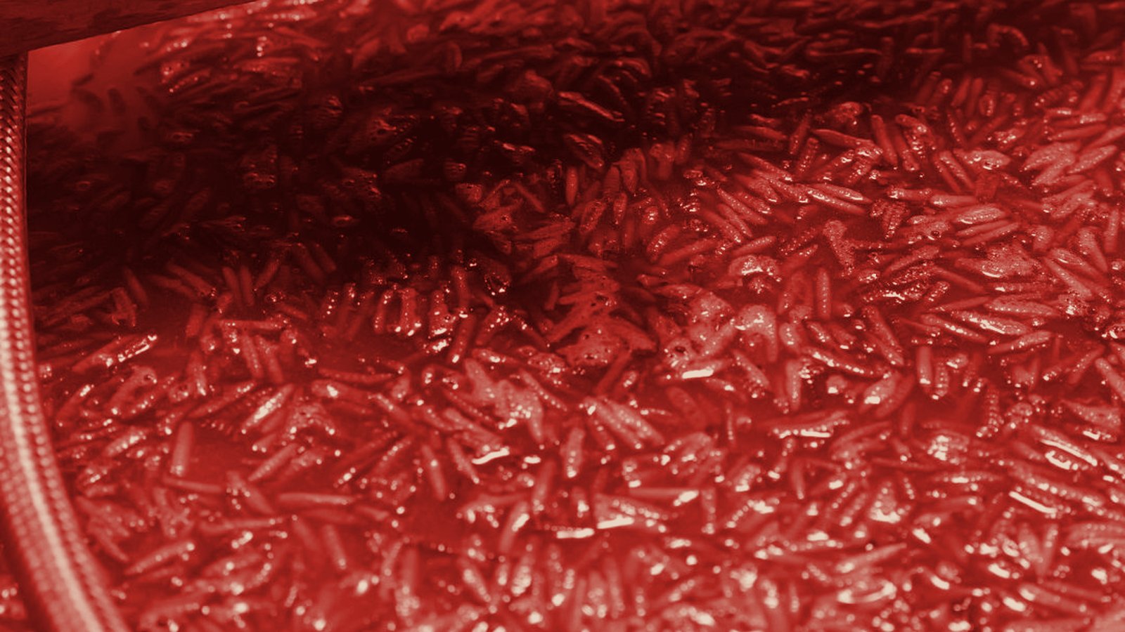 Protein of the future: introduction to E-protein